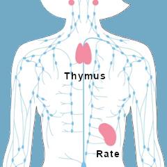 Finalement, le thymus joue un rôle crucial chez l’adulte, pas inutile